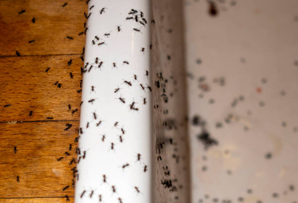 Best Affordable Pest Control Services  in Hartville, OH