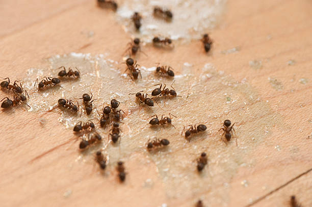 Best Flea Control Services  in Hartville, OH